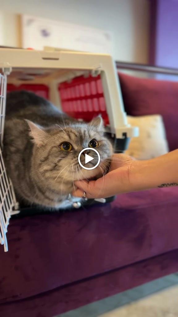 4Pawz Pet Boutique & Spa